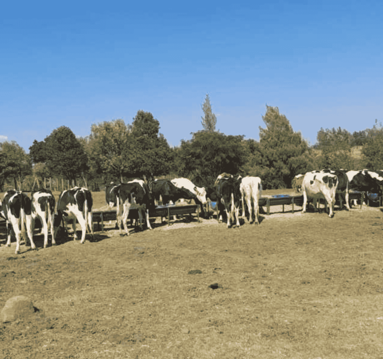 From Cow to Consumer From Cow to Consumer