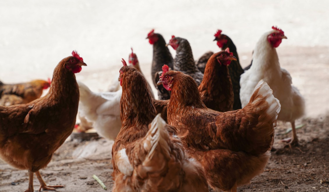 WhatsApp Image 2025-01-20 at 14.00.03_07639b18 https://sample1.fusioncodz.com/wp-content/uploads/2025/01/WhatsApp-Image-2025-01-20-at-14.00.03_07639b18.jpg