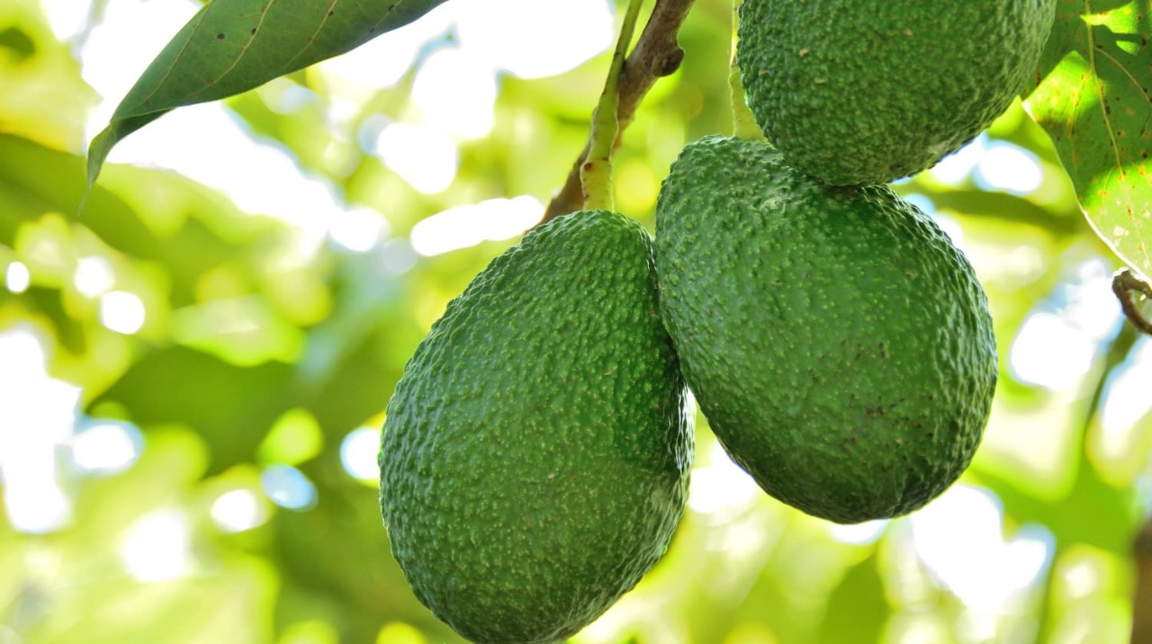 WhatsApp Image 2025-01-20 at 14.46.49_194e8f1b https://sample1.fusioncodz.com/wp-content/uploads/2025/01/WhatsApp-Image-2025-01-20-at-14.46.49_194e8f1b.jpg