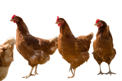 red-chickens-farm-nature-hens-free-range-farm-chickens-walking-farm-yard_471801-47-removebg-preview https://sample1.fusioncodz.com/wp-content/uploads/2025/01/red-chickens-farm-nature-hens-free-range-farm-chickens-walking-farm-yard_471801-47-removebg-preview-e1737285084383.png