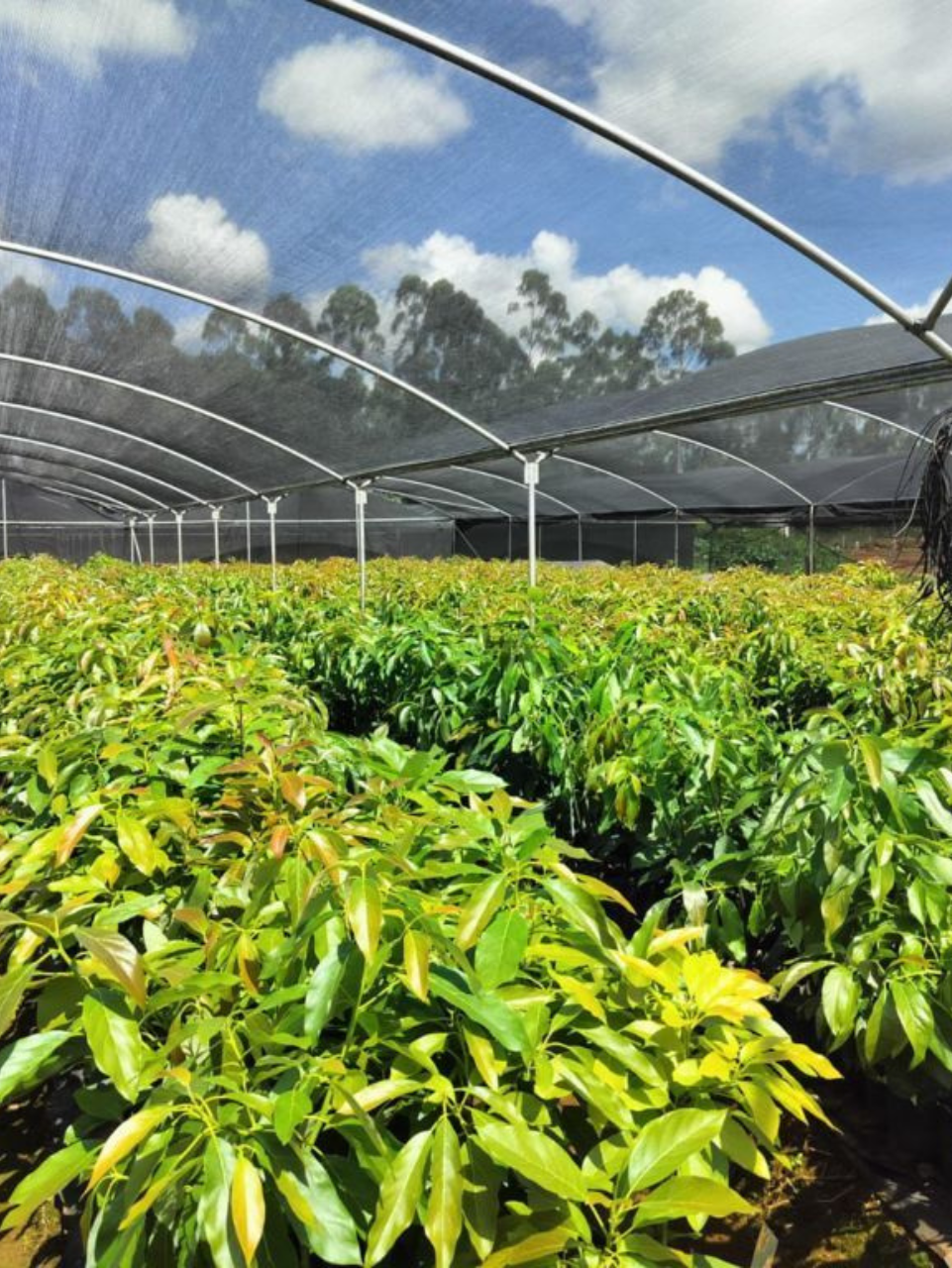 Untitled design (42) https://sample1.fusioncodz.com/wp-content/uploads/2025/02/Untitled-design-42.png