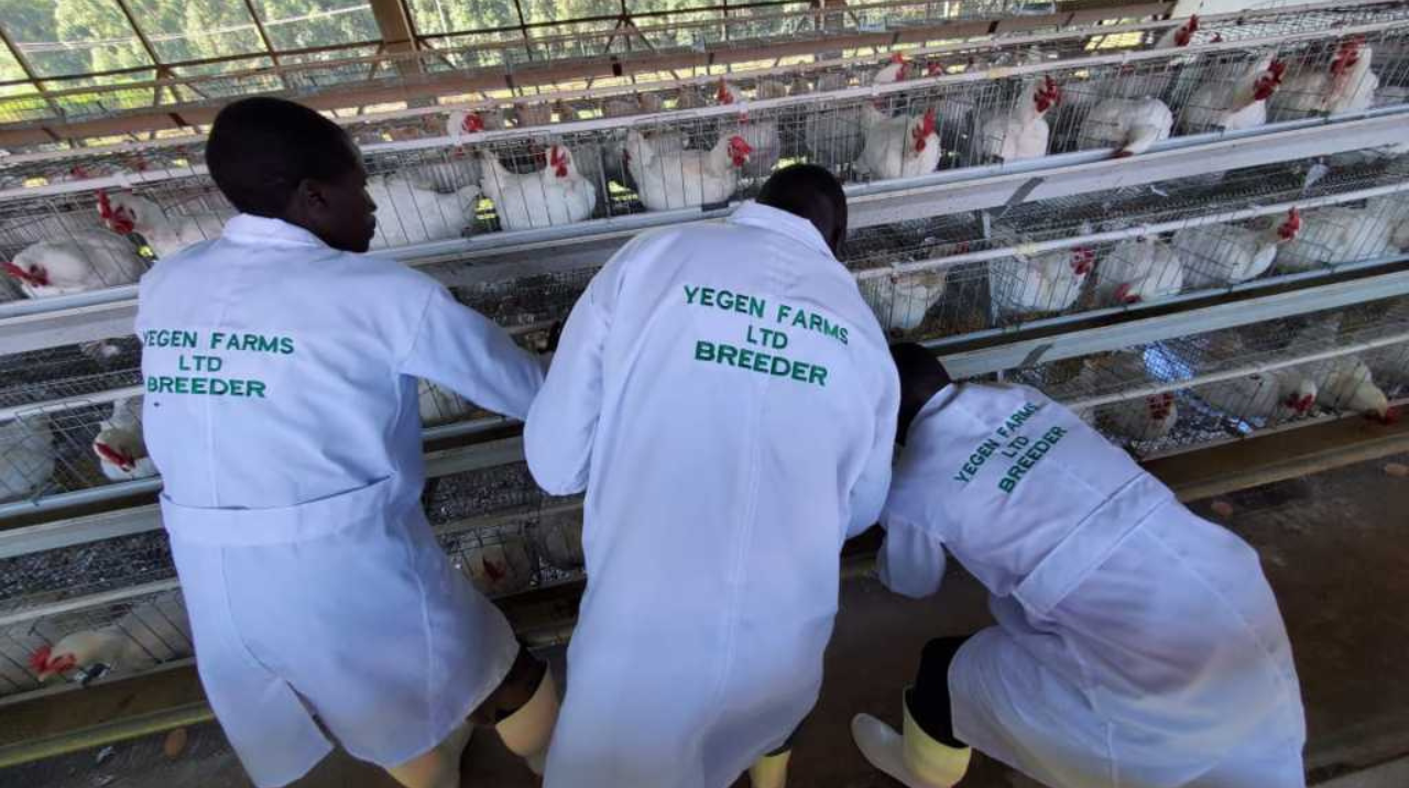 YEGEN FARM https://sample1.fusioncodz.com/wp-content/uploads/2025/02/Untitled-design-45.png