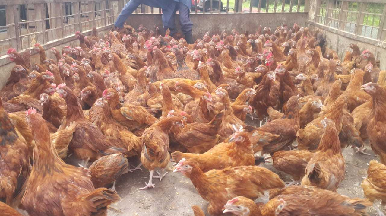 Yegen Farms https://sample1.fusioncodz.com/wp-content/uploads/2025/02/Untitled-design-46.png