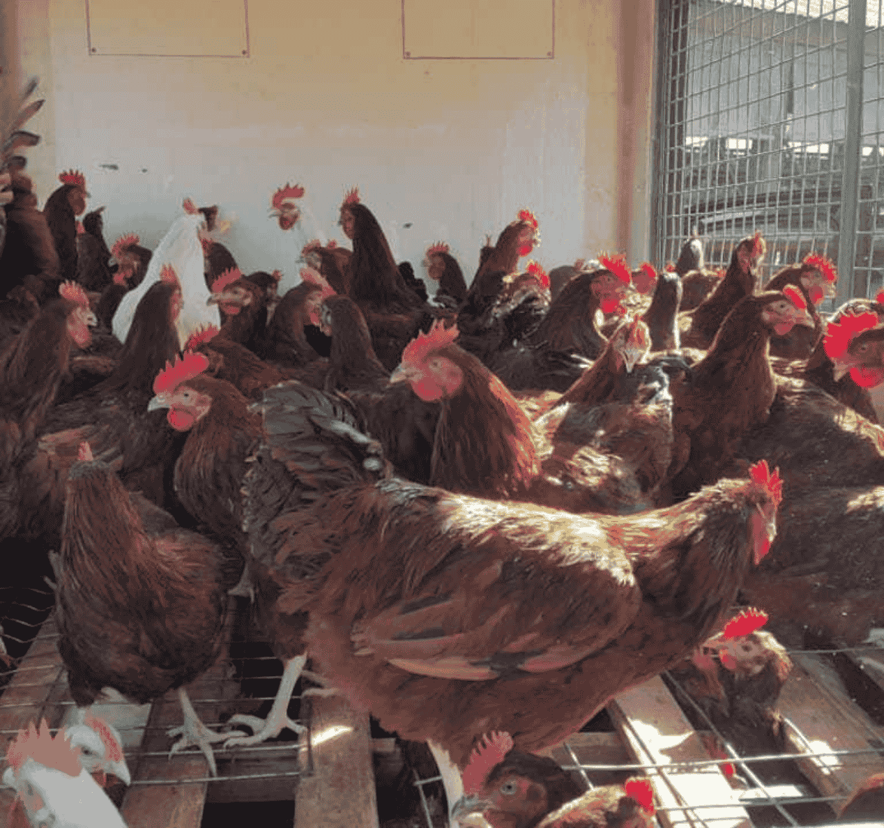 Modern Chicken Farming at YEGEN FARM Modern Chicken Farming at YEGEN FARM